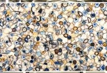 AGATE TROPICALIA
